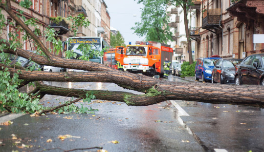 Umgestürzter Baum versperrt die Weiterfahrt eines öffentlichen Busses